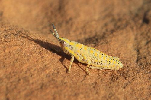 Réf. 239 813 : Poekilocerus bufonius